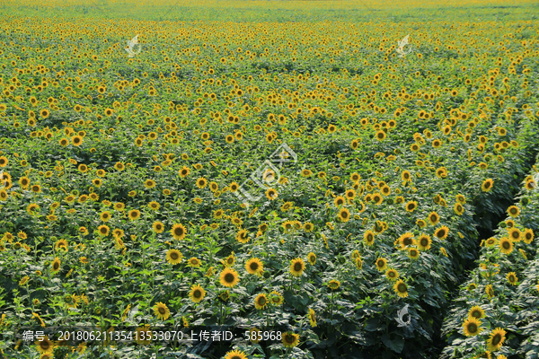 百亩向日葵花海