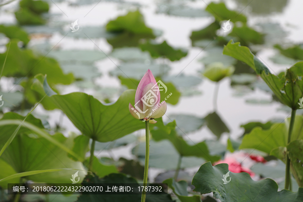 荷花独立