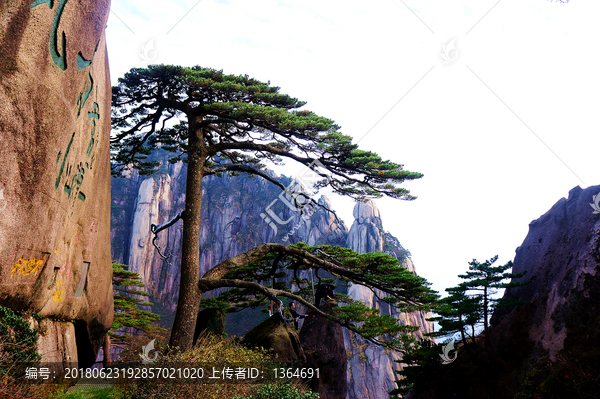 黃山迎客松