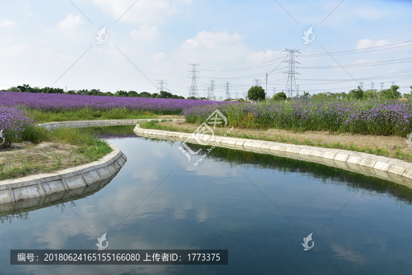 马鞭草花海