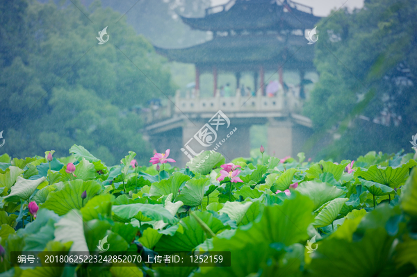 西湖风景