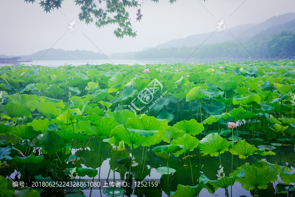 西湖荷色