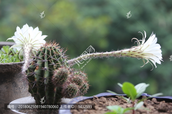 仙人球花