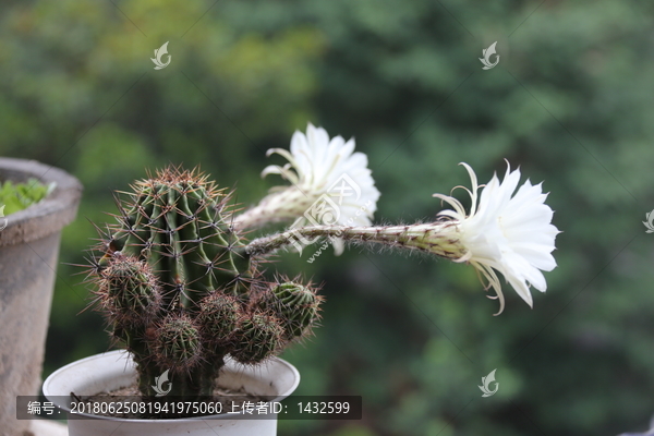 仙人球花