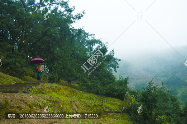 雨中漫步森林公园