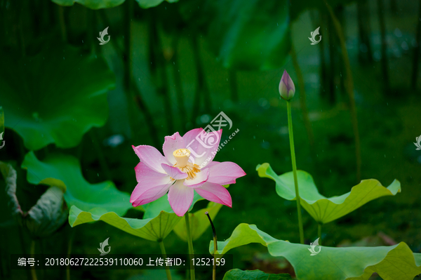 西湖荷花