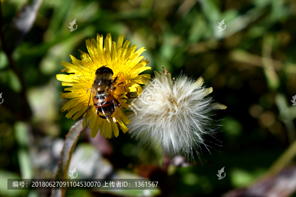 小蜜蜂