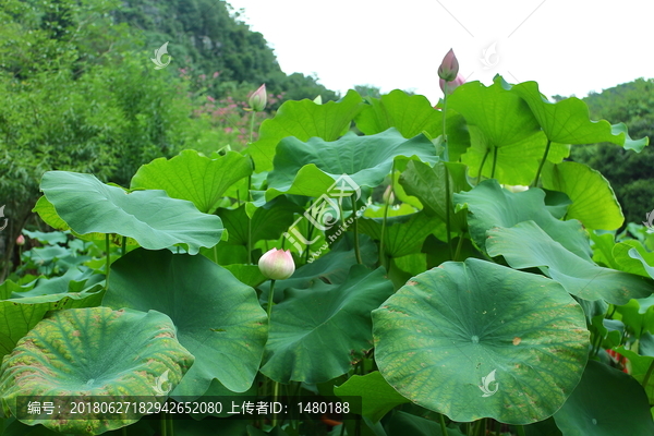 荷叶荷花