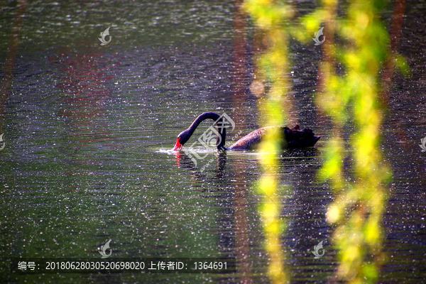 圆明园黑天鹅柳树杨絮湖面