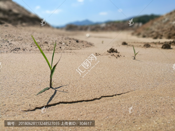 沙漠里的小草