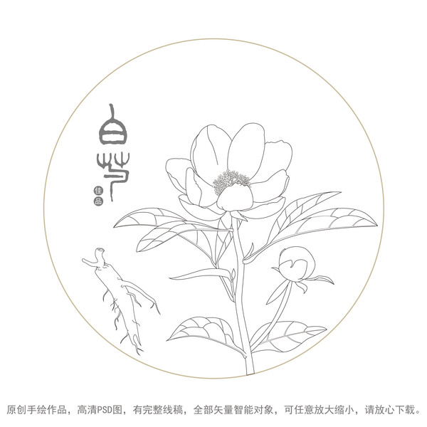 白芍