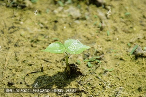 萌芽的小苗