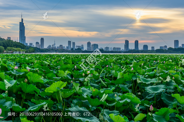 玄武湖日落与荷花