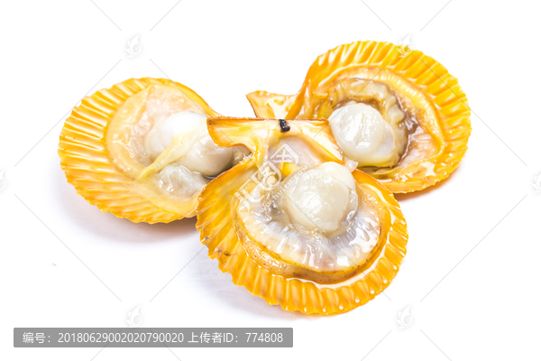 扇貝