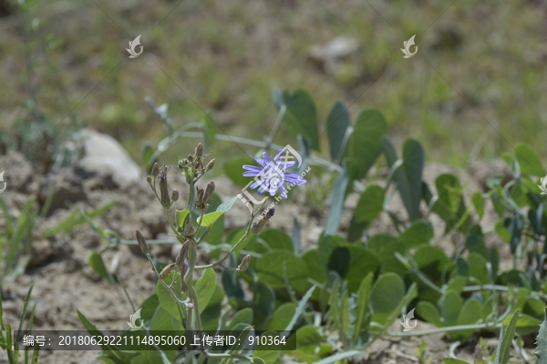 苦菜花马兜铃