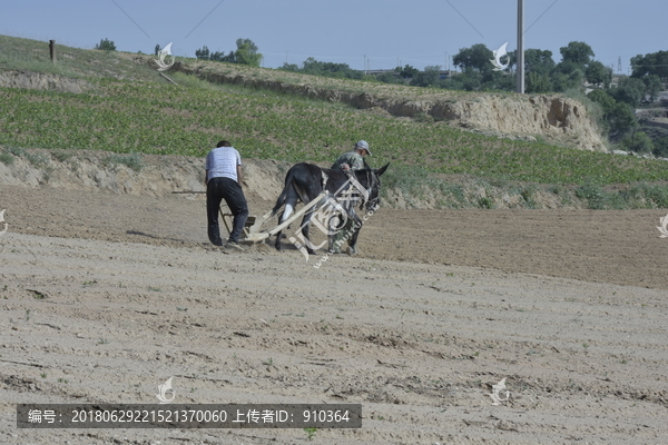 传统谷物种植