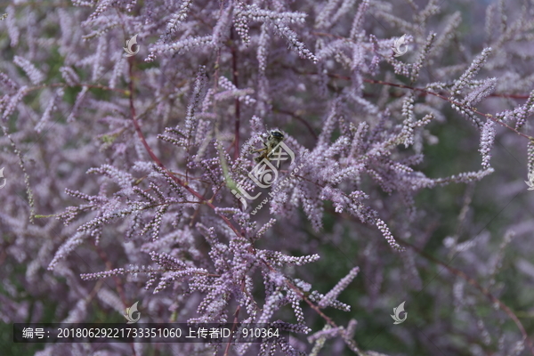 红柳花