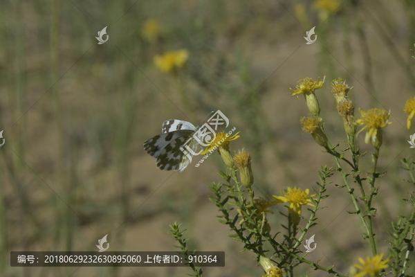 蝴蝶采花