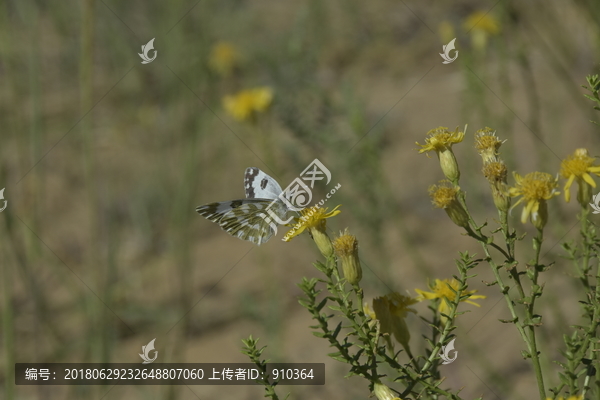 蝴蝶采花