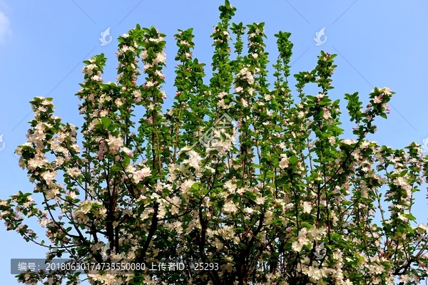 樱花树