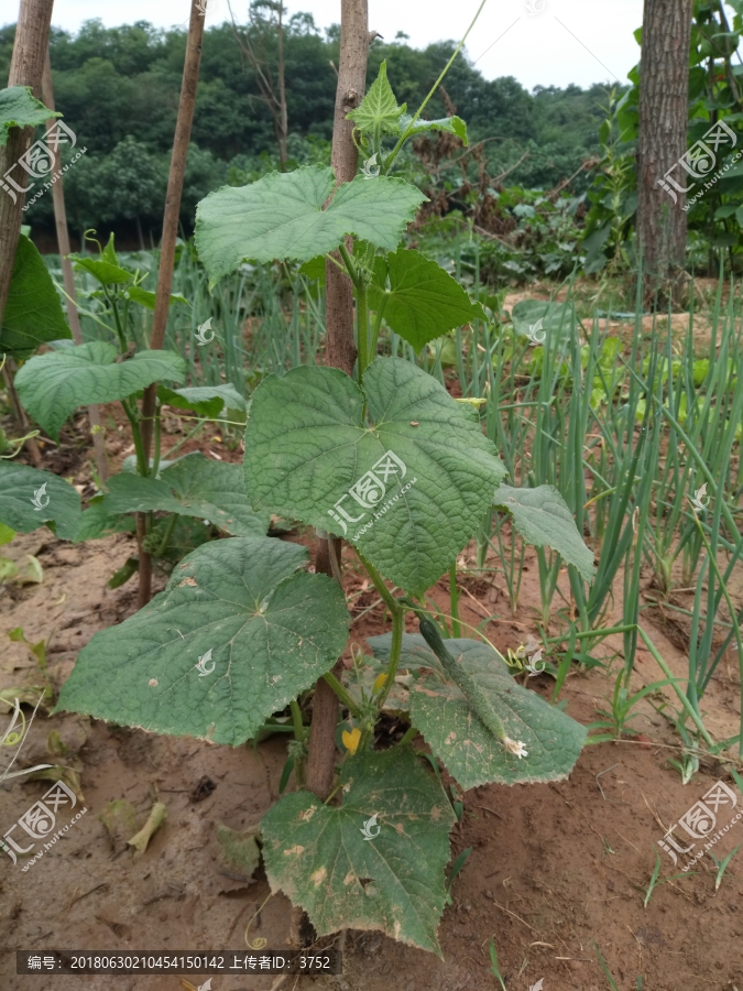 黄瓜苗,,植物