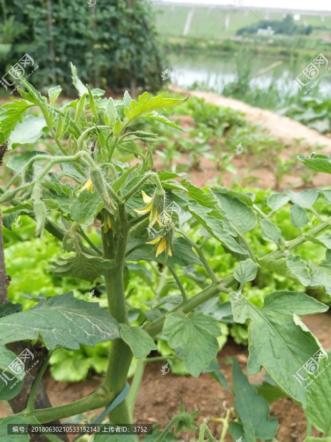 植物,,西红柿