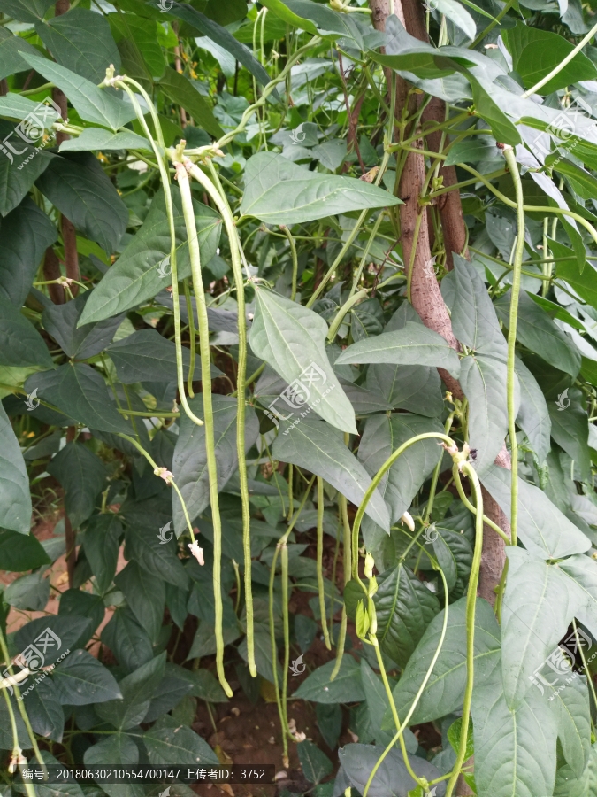 豆角,,植物