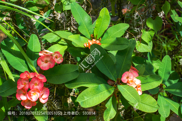 努美阿热带植物