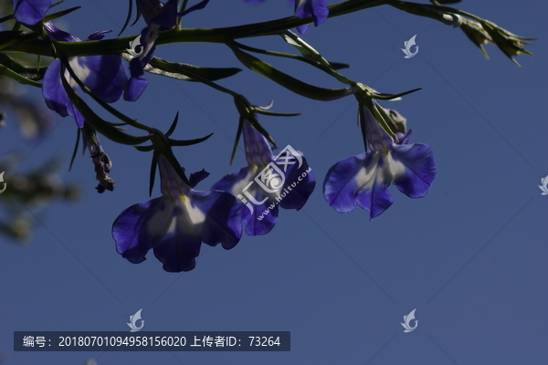 花卉