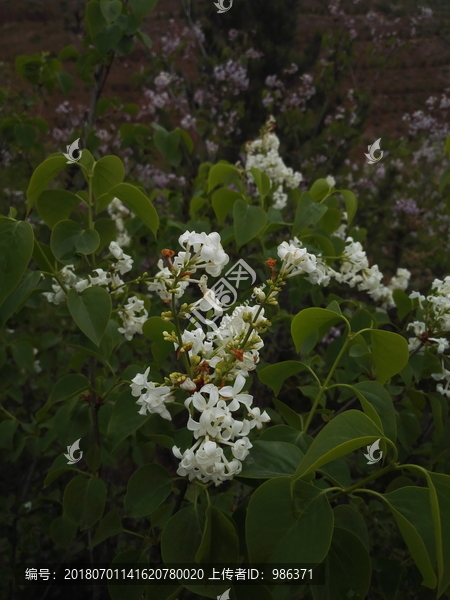 丁香花