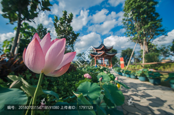 荷花风景画