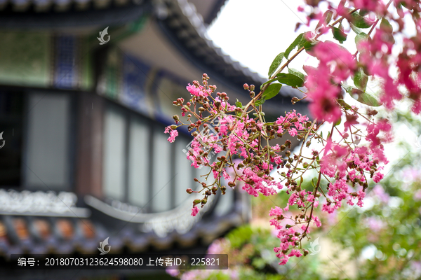 雨后花开