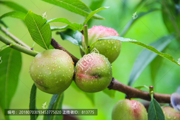 果园油桃拍摄