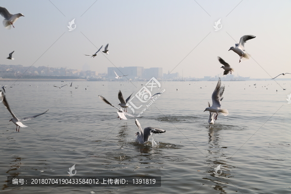 冬季青岛海滨的海鸥