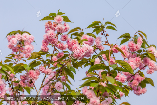 江西赣州赣县白鹭湾公园粉色樱花