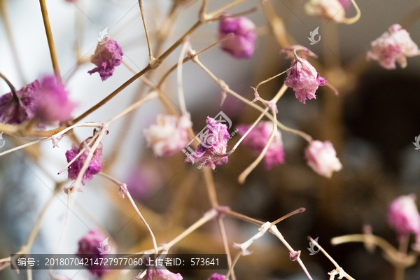 满天星干花