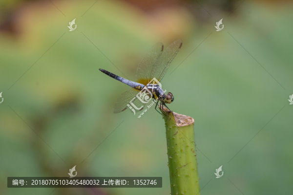 蜻蜓特写