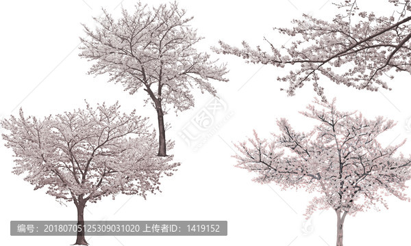 櫻花