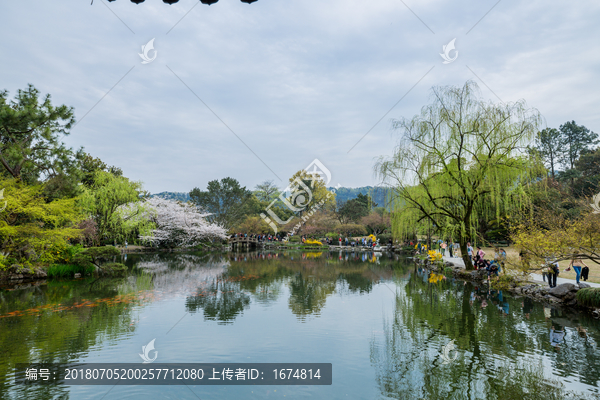 杭州西湖花巷观鱼春天风光