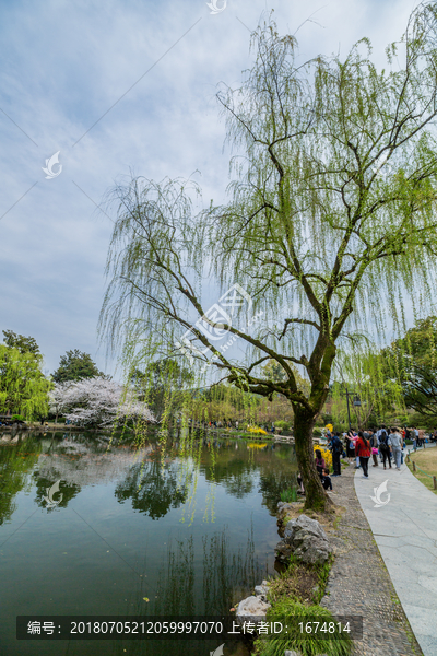 杭州西湖花巷观鱼春天风光