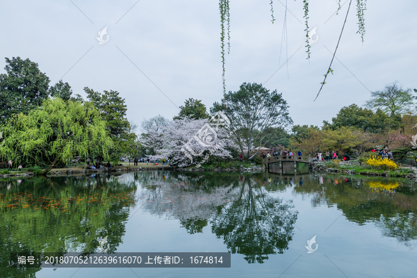 杭州西湖花巷观鱼春天风光