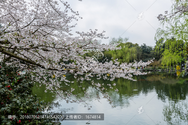 杭州西湖花巷观鱼春天风光