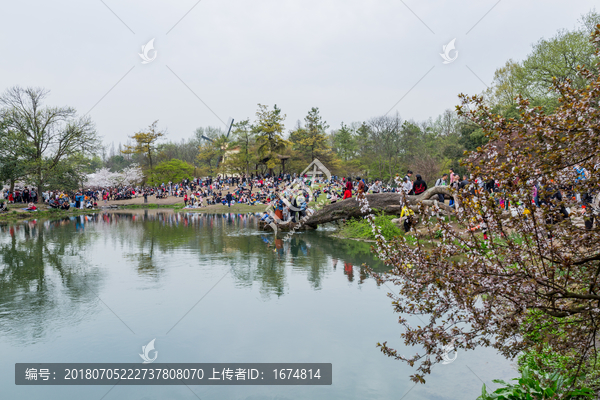 杭州西湖太子湾公园春天樱花