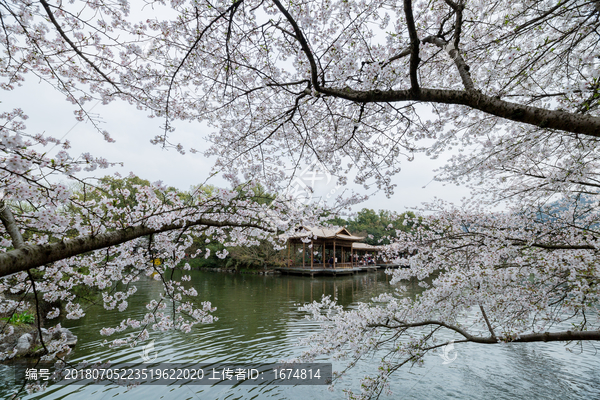 杭州西湖花港观鱼公园春天樱花