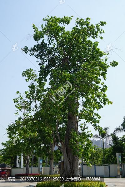 风景树