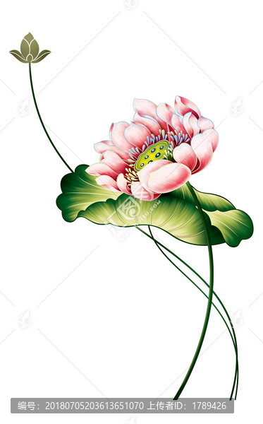 荷花