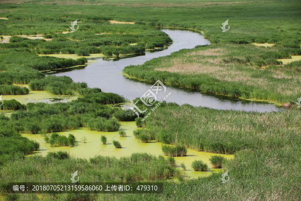 沼泽湿地