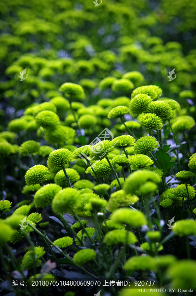 菊花素材