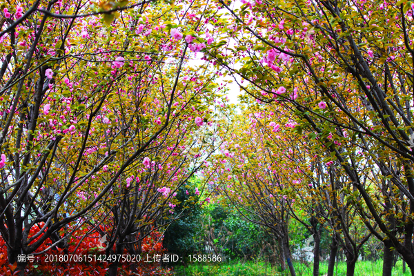 樱花林