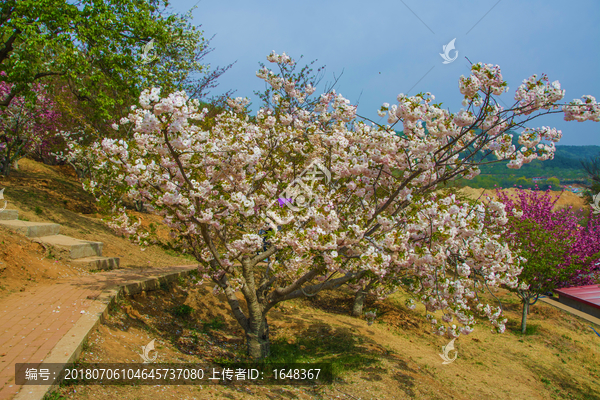 龙王塘樱花园山坡白色樱花树